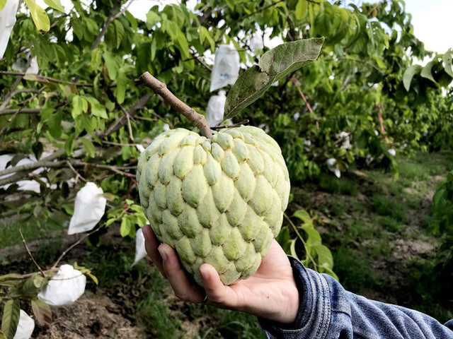 100.000 đồng một quả mãng cầu hoàng hậu Thái Lan khổng lồ - Hình 2 100.000 dong mot qua mang cau hoang hau Thai Lan khong lo-Hinh-2