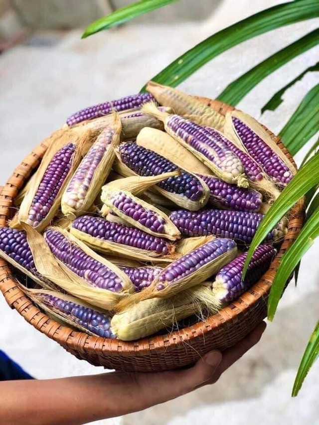 Ngô tí hon tím mọng lạ mắt, nằm nhà đặt mua trăm bắp về ăn vặt - Hình 3 Ngo ti hon tim mong la mat, nam nha dat mua tram bap ve an vat-Hinh-3