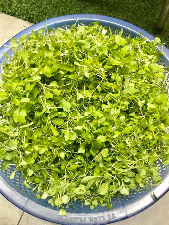 Bố mẹ Hồ Ngọc Hà làm nông dân dù giàu nứt đố đổ vách Bo me Ho Ngoc Ha lam nong dan du giau nut do do vach