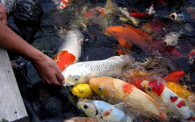 Cá chép thân dài 1m, vảy ánh kim giá 200 triệu đồng - Hình 6 Ca chep than dai 1m, vay anh kim gia 200 trieu dong-Hinh-6