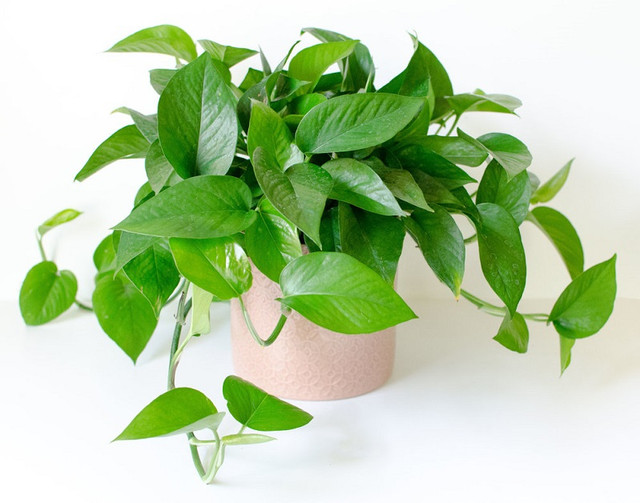 6 loại cây phong thuỷ nên trồng trong phòng ngủ giúp tăng tài vận 6 loai cay phong thuy nen trong trong phong ngu giup tang tai van