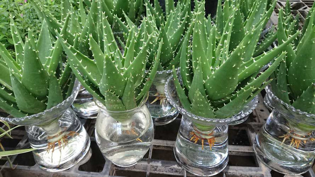 6 loại cây phong thuỷ nên trồng trong phòng ngủ giúp tăng tài vận - Hình 5 6 loai cay phong thuy nen trong trong phong ngu giup tang tai van-Hinh-5