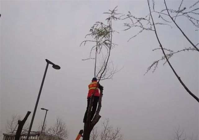 Loài cây không ai nghĩ có thể ăn được, người Trung Quốc hái trụi công viên Loai cay khong ai nghi co the an duoc, nguoi Trung Quoc hai trui cong vien