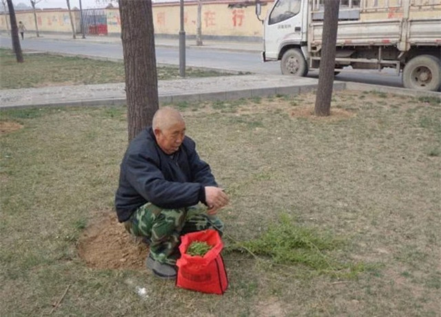 Loài cây không ai nghĩ có thể ăn được, người Trung Quốc hái trụi công viên - Hình 5 Loai cay khong ai nghi co the an duoc, nguoi Trung Quoc hai trui cong vien-Hinh-5