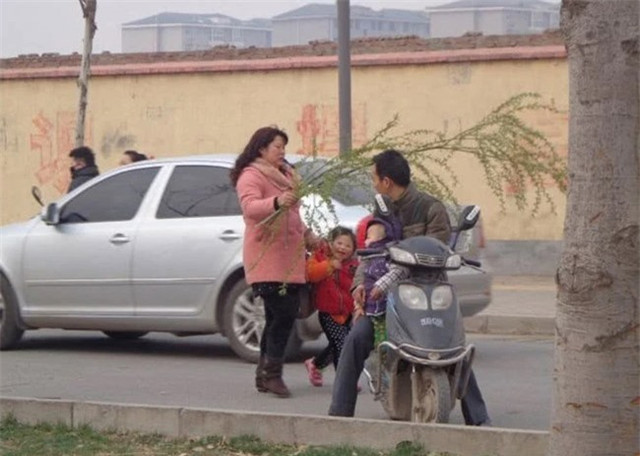 Loài cây không ai nghĩ có thể ăn được, người Trung Quốc hái trụi công viên - Hình 4 Loai cay khong ai nghi co the an duoc, nguoi Trung Quoc hai trui cong vien-Hinh-4