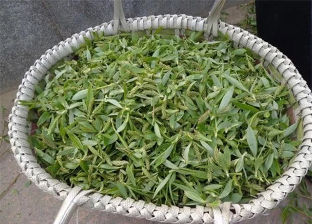 Loài cây không ai nghĩ có thể ăn được, người Trung Quốc hái trụi công viên - Hình 7 Loai cay khong ai nghi co the an duoc, nguoi Trung Quoc hai trui cong vien-Hinh-7
