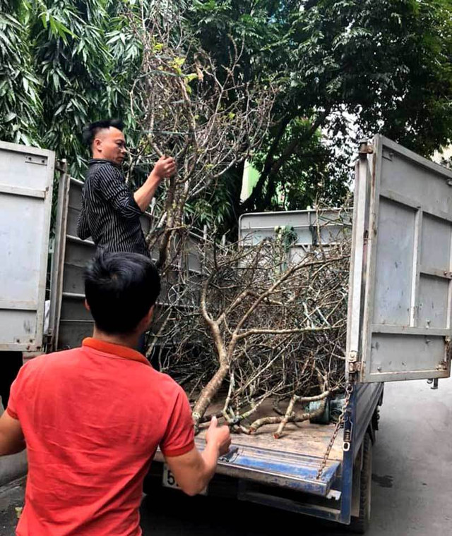Cành mận cổ ồ ạt về Hà Nội hút dân mua chơi Tết Canh man co o at ve Ha Noi hut dan mua choi Tet