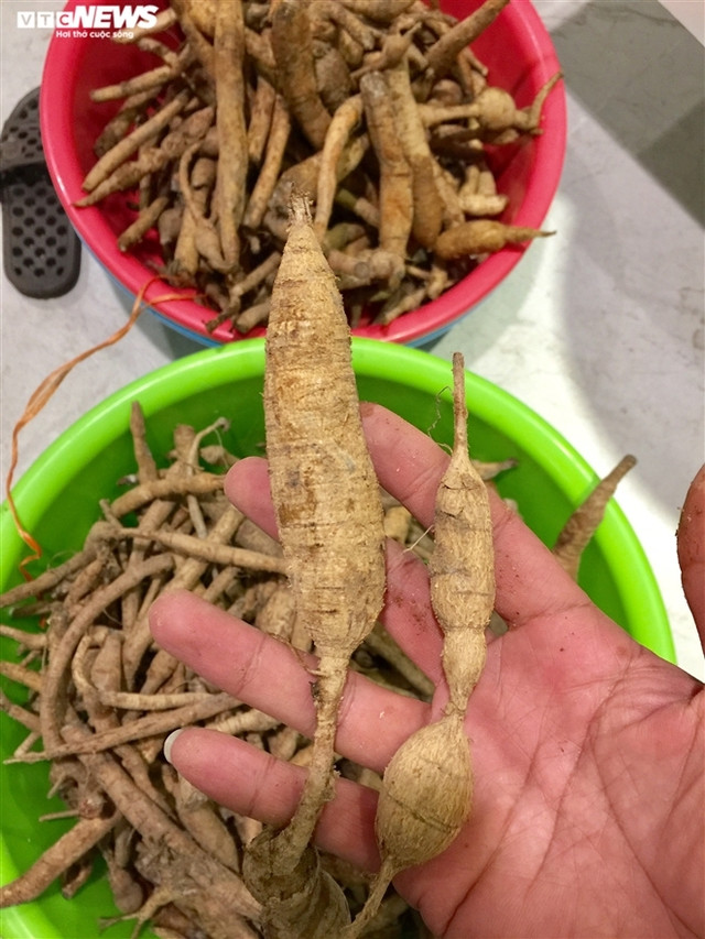 Loài sâm tiến vua bị lãng quên ở núi Dành - Hình 5 Loai sam tien vua bi lang quen o nui Danh-Hinh-5