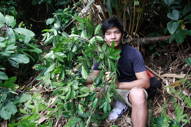 Loài sâm tiến vua bị lãng quên ở núi Dành - Hình 3 Loai sam tien vua bi lang quen o nui Danh-Hinh-3
