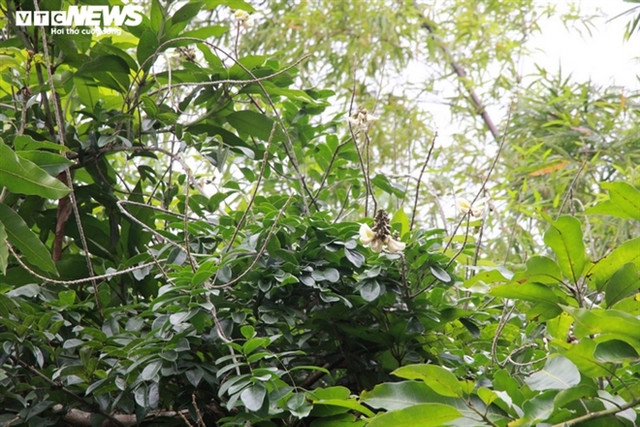 Loài sâm tiến vua bị lãng quên ở núi Dành - Hình 4 Loai sam tien vua bi lang quen o nui Danh-Hinh-4