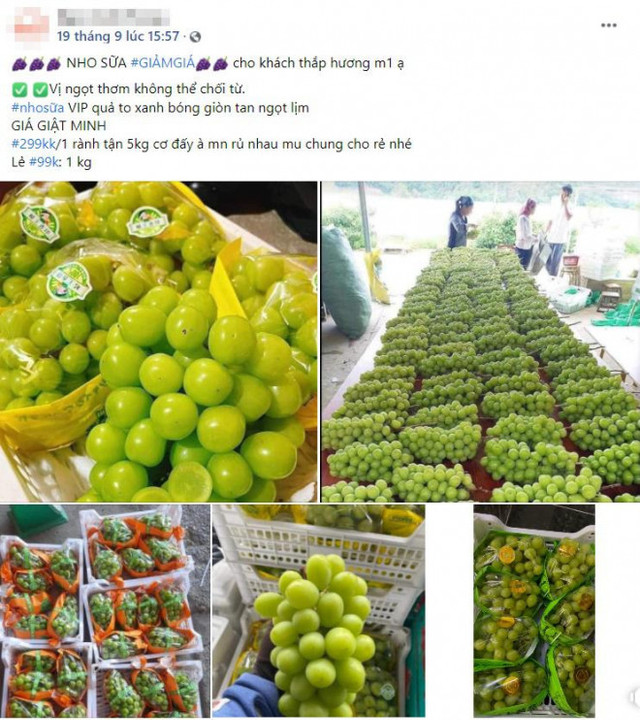 Nho sữa Trung Quốc đang vào mùa, giá nhập về rẻ thu hút người mua - Hình 5 Nho sua Trung Quoc dang vao mua, gia nhap ve re thu hut nguoi mua-Hinh-5