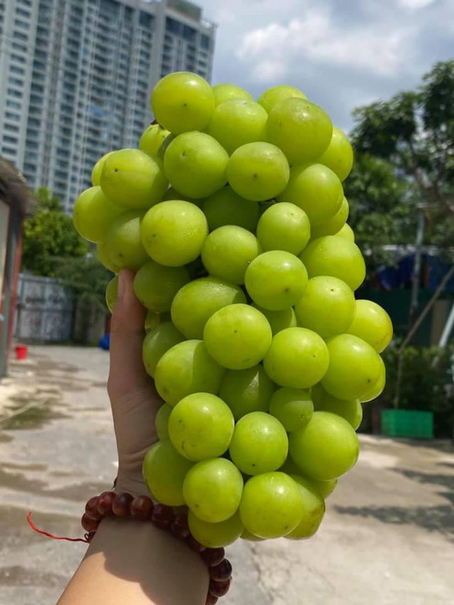 Nho sữa Trung Quốc đang vào mùa, giá nhập về rẻ thu hút người mua - Hình 7 Nho sua Trung Quoc dang vao mua, gia nhap ve re thu hut nguoi mua-Hinh-7