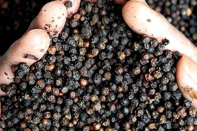 "Vàng đen" của Việt Nam lên cơn sốt, một tháng tăng giá gấp 4 lần - Hình 2 "Vàng đen" của Việt Nam lên cơn sốt, một tháng tăng giá gấp 4 lần ảnh 2