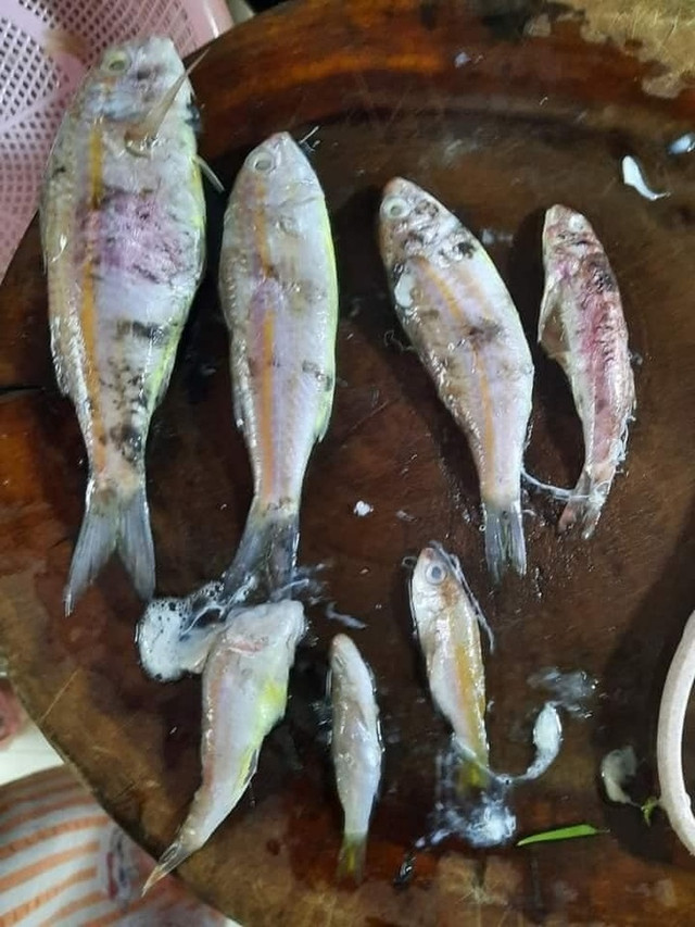 Mua con mực về rạch bụng bất ngờ thấy 11 thứ khác bên trong - Hình 5 Mua con muc ve rach bung bat ngo thay 11 thu khac ben trong-Hinh-5
