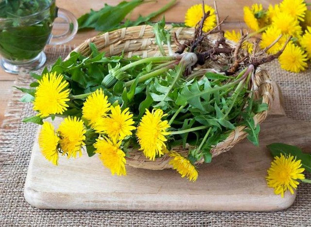 Loại rau dại được ví là kháng sinh tự nhiên, điều trị được rất nhiều bệnh Loai rau dai duoc vi la khang sinh tu nhien, dieu tri duoc rat nhieu benh