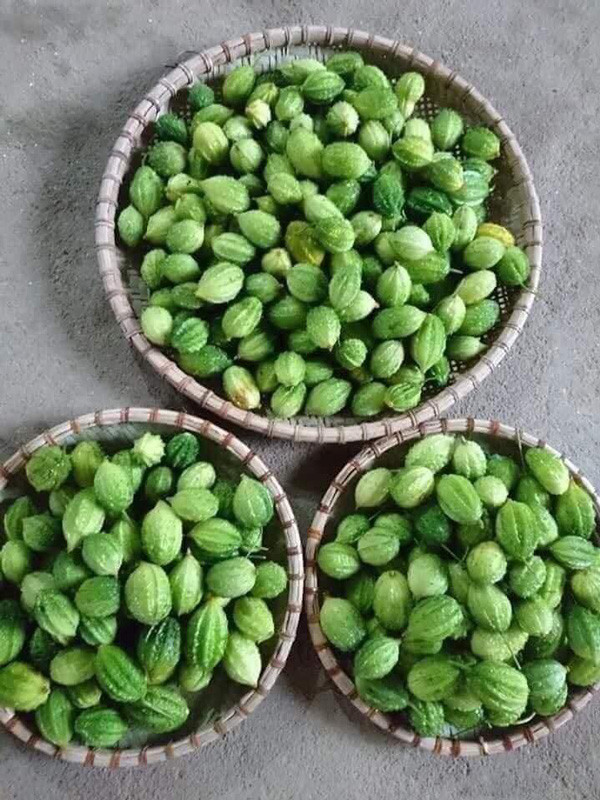 Loại quả sần sùi, ăn đắng ngắt, giá hàng trăm nghìn/kg vẫn được ưa chuộng - Hình 2 Loai qua san sui, an dang ngat, gia hang tram nghin/kg van duoc ua chuong-Hinh-2
