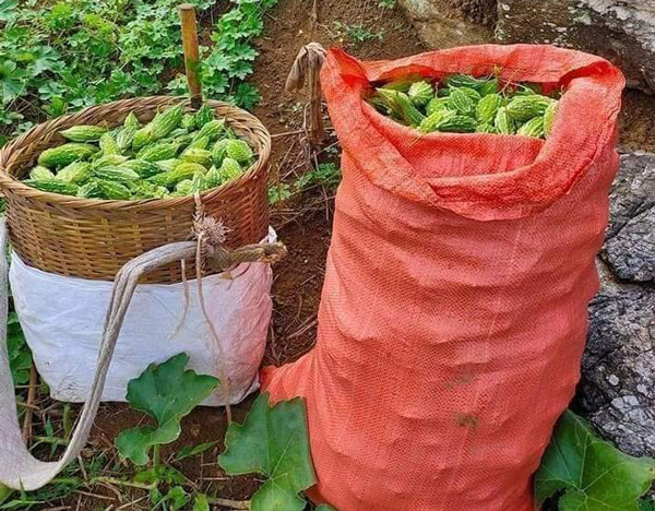Loại quả sần sùi, ăn đắng ngắt, giá hàng trăm nghìn/kg vẫn được ưa chuộng Loai qua san sui, an dang ngat, gia hang tram nghin/kg van duoc ua chuong