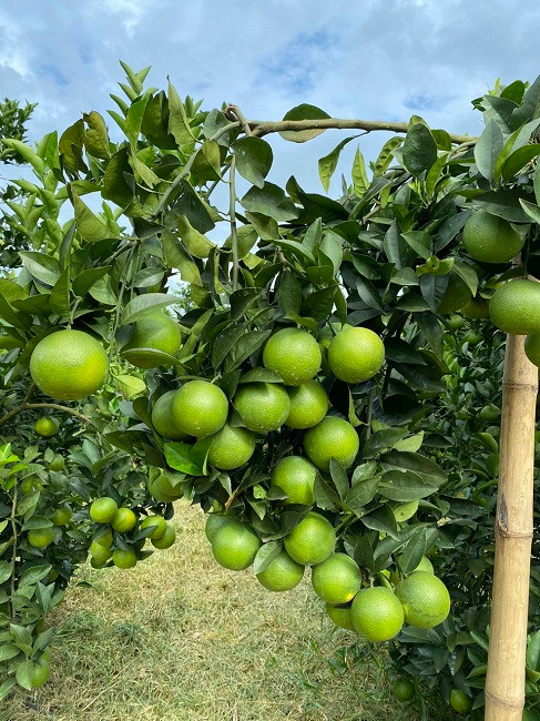 Chàng trai 8X phù phép vùng đất hoang thành nông trại - Hình 3 Chang trai 8X phu phep vung dat hoang thanh nong trai-Hinh-3