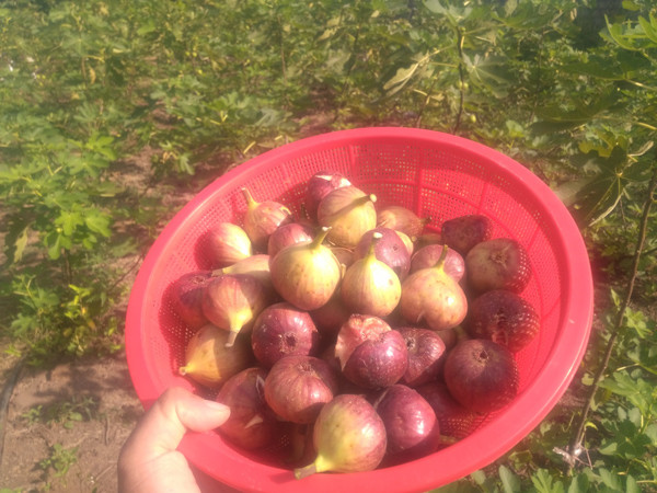 Bỏ 250.000 đồng mua cây này về trồng, sau 5 năm thu về trăm triệu/năm - Hình 4 Bo 250.000 dong mua cay nay ve trong, sau 5 nam thu ve tram trieu/nam-Hinh-4