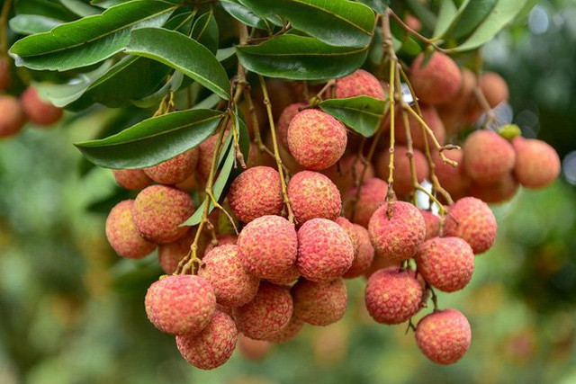 6 người tuyệt đối không nên ăn quả vải kẻo hại thân 6 nguoi tuyet doi khong nen an qua vai keo hai than