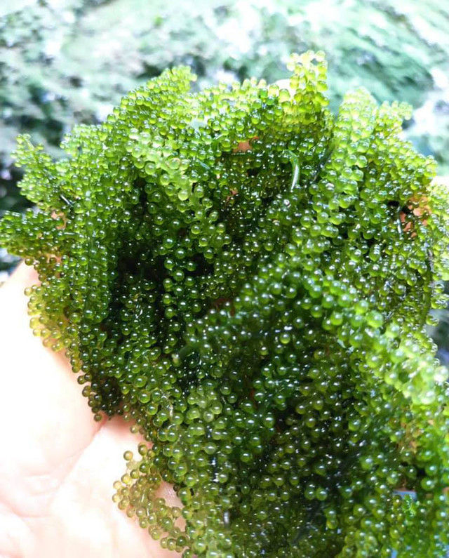 Rong nho đổ bộ về chợ, giá rẻ chưa từng có - Hình 3 Rong nho do bo ve cho, gia re chua tung co-Hinh-3