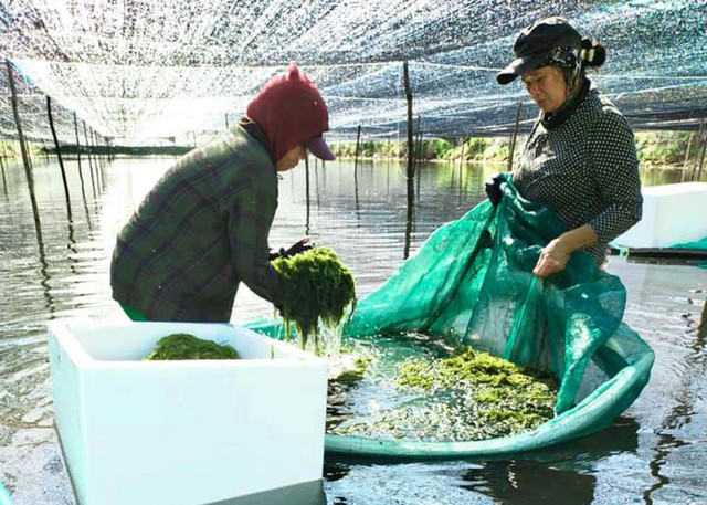 Rong nho đổ bộ về chợ, giá rẻ chưa từng có - Hình 2 Rong nho do bo ve cho, gia re chua tung co-Hinh-2