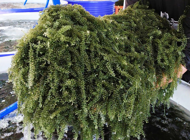Rong nho đổ bộ về chợ, giá rẻ chưa từng có - Hình 4 Rong nho do bo ve cho, gia re chua tung co-Hinh-4