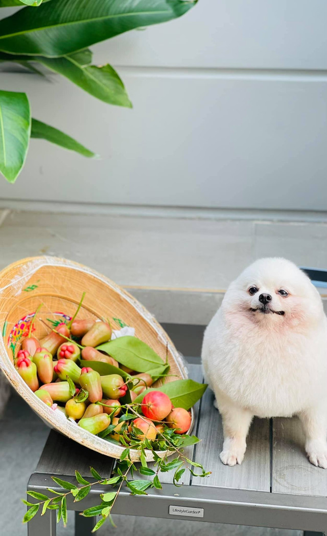 Nhà phố với giàn cây thẳng đứng, hoa trái quanh năm rực rỡ - Hình 8 Nha pho voi gian cay thang dung, hoa trai quanh nam ruc ro-Hinh-8