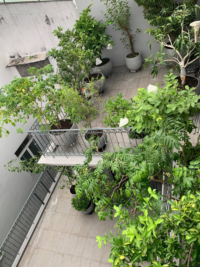 Nhà phố với giàn cây thẳng đứng, hoa trái quanh năm rực rỡ - Hình 2 Nha pho voi gian cay thang dung, hoa trai quanh nam ruc ro-Hinh-2