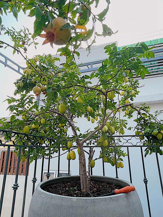 Nhà phố với giàn cây thẳng đứng, hoa trái quanh năm rực rỡ - Hình 6 Nha pho voi gian cay thang dung, hoa trai quanh nam ruc ro-Hinh-6