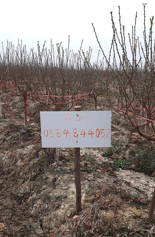 COVID-19 : Làng đào Hải Dương kêu cứu - Hình 5 COVID-19 : Lang dao Hai Duong keu cuu-Hinh-5