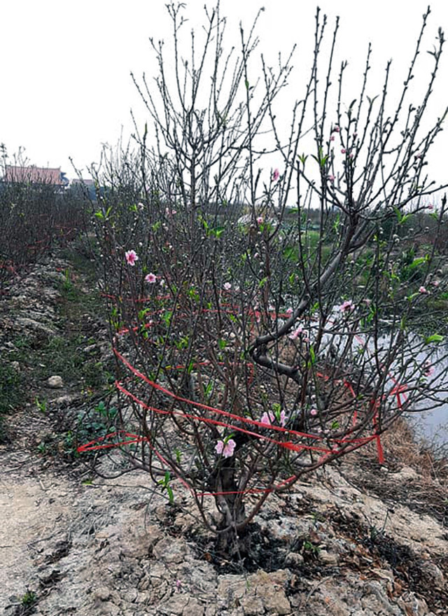COVID-19 : Làng đào Hải Dương kêu cứu COVID-19 : Lang dao Hai Duong keu cuu