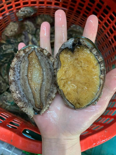 Thực hư bào ngư Hàn Quốc giá rẻ như rau bán đầy chợ mạng - Hình 2 Thuc hu bao ngu Han Quoc gia re nhu rau ban day cho mang-Hinh-2