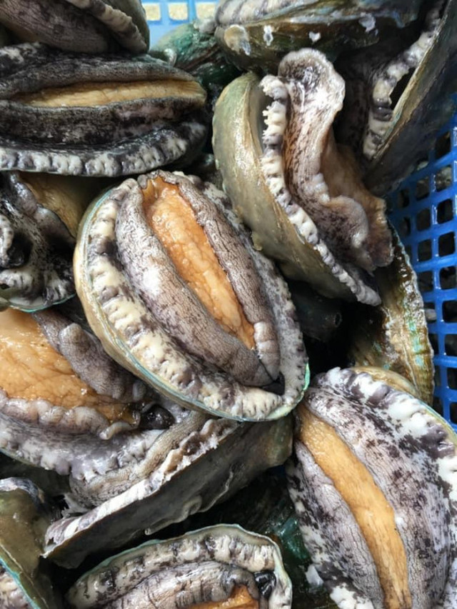 Dịch COVID-19, tôm hùm, cua hoàng đế, bào ngư ế chưa từng có - Hình 4 Dich COVID-19, tom hum, cua hoang de, bao ngu e chua tung co-Hinh-4