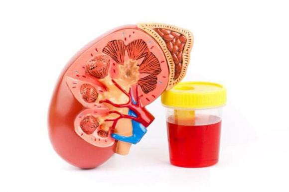 5 loại trái cây này là “thần dược” bổ thận, người thận kém hãy ăn nhiều - Hình 7 5 loai trai cay nay la “than duoc” bo than, nguoi than kem hay an nhieu-Hinh-7