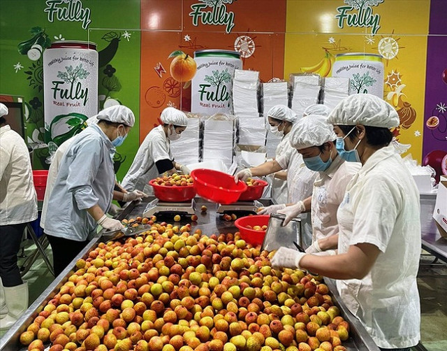Vải thiều bán đầy chợ Việt, sang nước bạn có giá 1 triệu/hộp 12 quả Vai thieu ban day cho Viet, sang nuoc ban co gia 1 trieu/hop 12 qua
