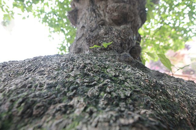 Cây lộc vừng tích tụ phát lộc thu hút người yêu cây cảnh - Hình 4 Cay loc vung tich tu phat loc thu hut nguoi yeu cay canh-Hinh-4