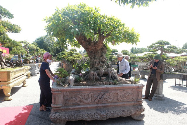 Cây lộc vừng tích tụ phát lộc thu hút người yêu cây cảnh - Hình 5 Cay loc vung tich tu phat loc thu hut nguoi yeu cay canh-Hinh-5