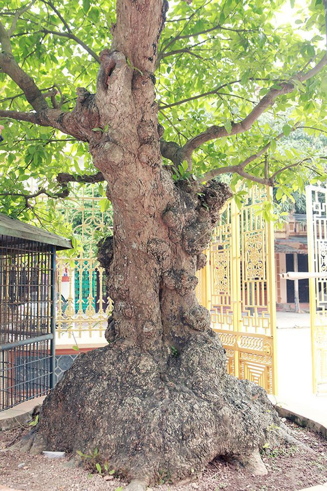 Cây lộc vừng tích tụ phát lộc thu hút người yêu cây cảnh - Hình 3 Cay loc vung tich tu phat loc thu hut nguoi yeu cay canh-Hinh-3