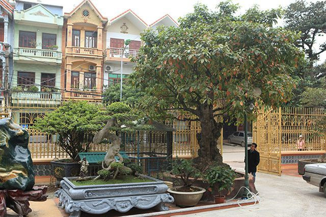 Cây lộc vừng tích tụ phát lộc thu hút người yêu cây cảnh Cay loc vung tich tu phat loc thu hut nguoi yeu cay canh