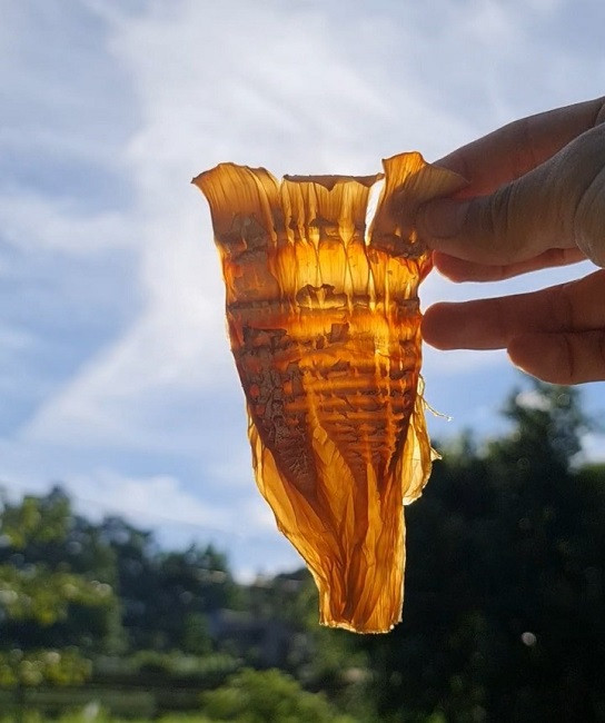 Đi tìm lộc rừng vào mùa mưa, người dân vùng núi kiếm tiền triệu mỗi ngày - Hình 6 Di tim loc rung vao mua mua, nguoi dan vung nui kiem tien trieu moi ngay-Hinh-6