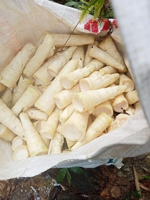 Đi tìm lộc rừng vào mùa mưa, người dân vùng núi kiếm tiền triệu mỗi ngày - Hình 2 Di tim loc rung vao mua mua, nguoi dan vung nui kiem tien trieu moi ngay-Hinh-2