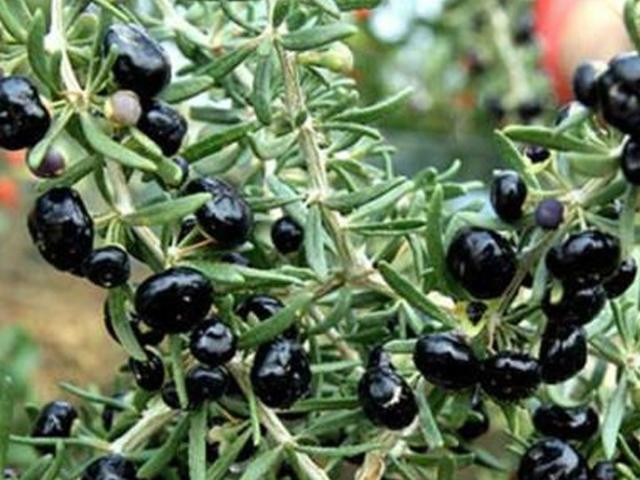Kỷ tử hóa ra có cả loại màu đen, muốn mua cũng khó - Hình 3 Ky tu hoa ra co ca loai mau den, muon mua cung kho-Hinh-3