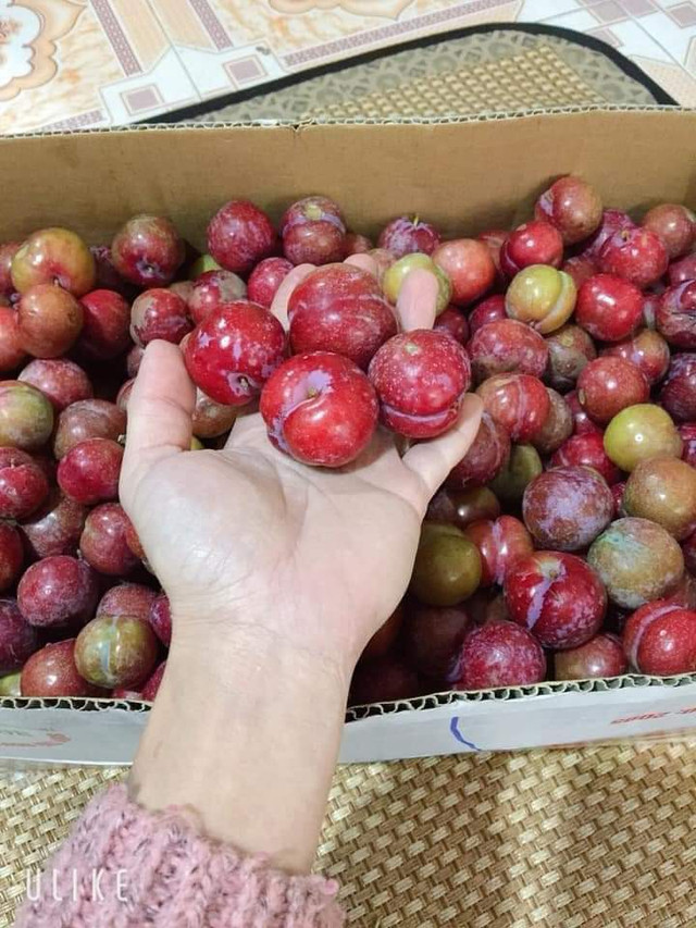 Mận hậu Mộc Châu trái mùa, năm nay giá rẻ bất ngờ Man hau Moc Chau trai mua, nam nay gia re bat ngo