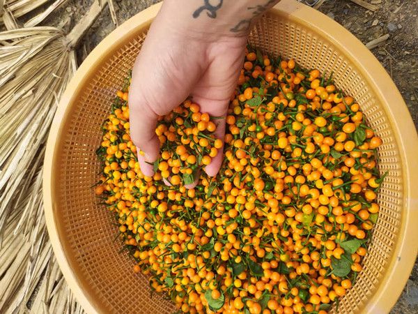 Loại ớt ở nước ngoài bán nửa tỷ/kg, trong nước lại rẻ bất ngờ - Hình 3 Loai ot o nuoc ngoai ban nua ty/kg, trong nuoc lai re bat ngo-Hinh-3