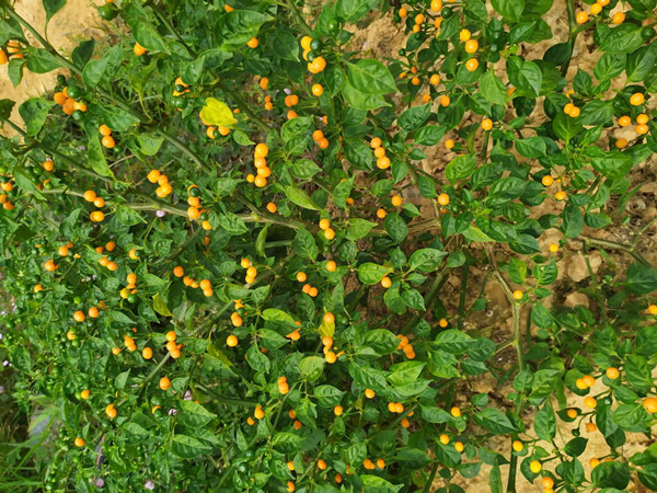 Loại ớt ở nước ngoài bán nửa tỷ/kg, trong nước lại rẻ bất ngờ - Hình 4 Loai ot o nuoc ngoai ban nua ty/kg, trong nuoc lai re bat ngo-Hinh-4