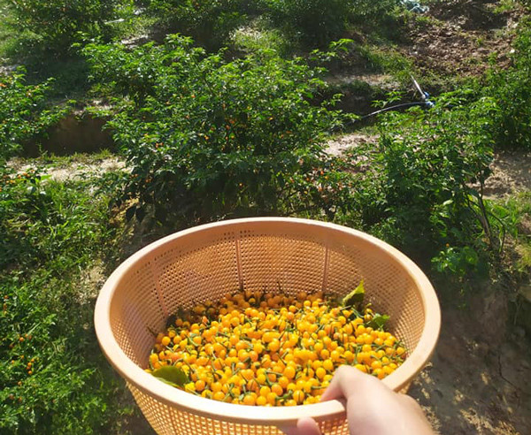 Loại ớt ở nước ngoài bán nửa tỷ/kg, trong nước lại rẻ bất ngờ Loai ot o nuoc ngoai ban nua ty/kg, trong nuoc lai re bat ngo