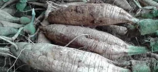 “Kẻ thù không đội trời chung” của bệnh gan, “vua giải độc” tự nhiên - Hình 3 “Ke thu khong doi troi chung” cua benh gan, “vua giai doc” tu nhien-Hinh-3