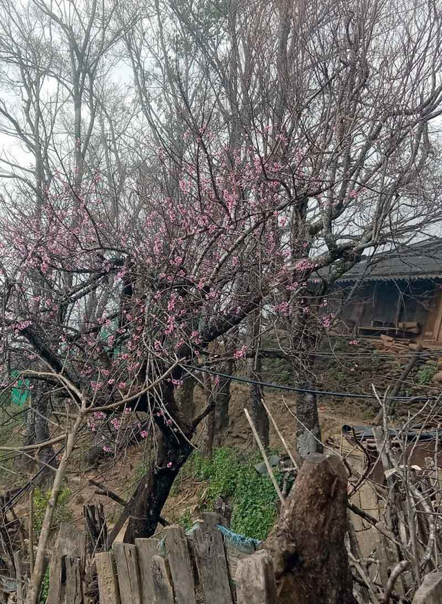 Địa phương đòi truy xuất nguồn gốc hoạt động mua bán đào rừng - Hình 3 Dia phuong doi truy xuat nguon goc hoat dong mua ban dao rung-Hinh-3