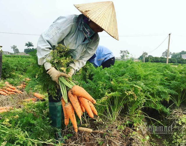 Giải cứu gấp 100 ngàn tấn sản vật Hải Dương - Hình 2 Giai cuu gap 100 ngan tan san vat Hai Duong-Hinh-2